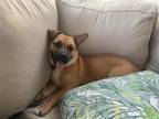 Adopt Leilani a Beagle / Mixed dog in Raleigh, NC (41531974)
