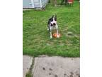 Adopt Jesse James a Black - with Tan, Yellow or Fawn Bull Terrier / Mixed dog in