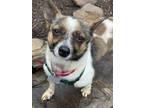 Adopt Peaches a White - with Black Rat Terrier / Mixed dog in Richmond