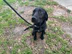 Adopt Hoku a Labrador Retriever / Mixed dog in Fulton, TX (41531858)