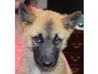 Adopt Chase (Robinson P2) a Husky / Mixed dog in Pahrump, NV (41505629)