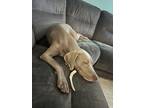 Adopt Luna a Gray/Blue/Silver/Salt & Pepper Weimaraner / Mixed dog in Severna