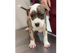Adopt Aries(Puppy 1)Waffle a American Pit Bull Terrier / Mixed dog in