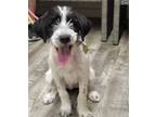 Adopt Rowdy a Rat Terrier / Terrier (Unknown Type, Medium) / Mixed dog in