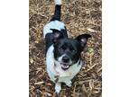 Adopt DaisyMae a Corgi / Terrier (Unknown Type, Medium) / Mixed dog in Ellijay