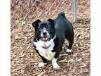 Adopt PennyLou a Corgi / Terrier (Unknown Type, Medium) / Mixed dog in Ellijay