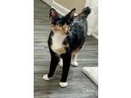 Adopt Lulu(lemon) a Tortoiseshell Japanese Bobtail / Mixed (short coat) cat in