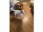 Adopt Axel a White - with Brown or Chocolate Australian Shepherd / Mixed dog in