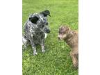 Adopt Reyna a Black - with White Australian Cattle Dog / Australian Shepherd /