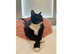 Adopt Stuart a Black & White or Tuxedo American Shorthair / Mixed (short coat)