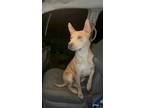Adopt Luna -Westport, MA a Tan/Yellow/Fawn Pit Bull Terrier / Mixed Breed