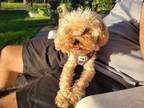 Adopt Honey a Poodle (Standard) / Mixed dog in Ewing, NJ (41531663)