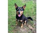 Adopt Icy a Husky / Mixed dog in Little Rock, AR (41495237)