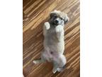 Adopt Atticus a Tan/Yellow/Fawn - with Black Great Pyrenees / Shepherd (Unknown