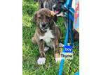 Adopt Thyme - OUT OF TOWN a Brindle Great Pyrenees / Labrador Retriever / Mixed