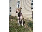 Adopt Lady a Brindle American Pit Bull Terrier / Mixed dog in Swoope