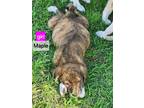 Adopt Maple - OUT OF TOWN a Brindle Great Pyrenees / Labrador Retriever / Mixed