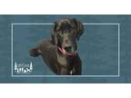 Adopt Cinder a Black Great Dane / Mixed dog in Minneapolis, MN (41531645)