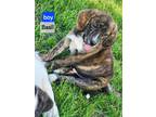 Adopt Basil - Westport, MA a Brindle Great Pyrenees / Labrador Retriever / Mixed