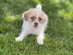 Adopt Bashful a White - with Tan, Yellow or Fawn Shih Tzu / Pug / Mixed dog in