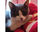 Adopt Eddie a Gray or Blue (Mostly) Domestic Shorthair (short coat) cat in