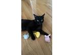 Adopt Blintz a All Black American Shorthair / Mixed (short coat) cat in