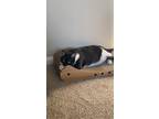 Adopt Queenie a Black & White or Tuxedo American Shorthair / Mixed (medium coat)