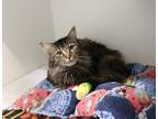 Adopt Anchovy a Domestic Longhair / Mixed (short coat) cat in Dearborn