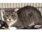 Adopt Oliver a Domestic Mediumhair / Mixed (short coat) cat in Rock Springs