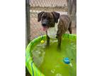 Adopt Sage a American Pit Bull Terrier / Mixed dog in Rock Springs