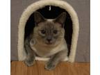 Adopt Tayla a Siamese / Mixed (long coat) cat in Austin, TX (41531511)