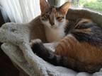 Adopt Remi (Coochie) a Spotted Tabby/Leopard Spotted Domestic Shorthair / Mixed