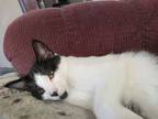 Adopt Dakota a Spotted Tabby/Leopard Spotted Domestic Shorthair / Mixed cat in