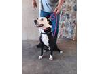 Adopt Beau a Black - with White Border Collie dog in Opelousas, LA (41531418)