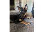 Adopt Layla a Black - with Tan, Yellow or Fawn Miniature Pinscher dog in Oak