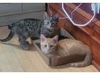 Adopt Scream a Spotted Tabby/Leopard Spotted Domestic Shorthair / Mixed cat in