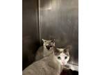 Adopt China a White (Mostly) Siamese (long coat) cat in Gloucester