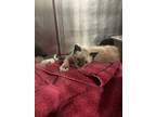 Adopt Bahama a White (Mostly) Siamese (long coat) cat in Gloucester