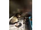 Adopt Haiti a White (Mostly) Siamese (long coat) cat in Gloucester