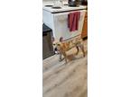 Adopt Cressida a Whippet / Terrier (Unknown Type, Medium) / Mixed dog in