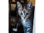 Adopt Selene a Gray or Blue Domestic Shorthair / Mixed cat in Candler