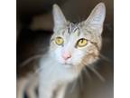 Adopt Lil Bit a Brown Tabby Domestic Shorthair / Mixed cat in Candler