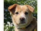 Adopt Bailey a Corgi / Mixed dog in San Ramon, CA (41504952)