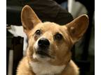 Adopt Duvel a Corgi / Mixed dog in San Ramon, CA (41530026)