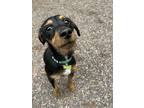 Adopt Jax a Black - with Tan, Yellow or Fawn Beagle dog in Houghton
