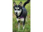 Adopt Gus a Black - with White Husky / Mixed dog in Brenham, TX (41531361)