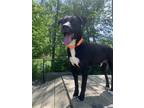 Adopt Dobbie a Black Mixed Breed (Medium) / Mixed dog in Elmsford, NY (41530630)