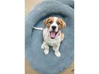 Adopt Brody a Beagle / Australian Shepherd dog in Denver, CO (41485408)
