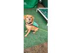 Adopt Bruno a Tan/Yellow/Fawn Miniature Pinscher dog in Rathdrum, ID (41494846)