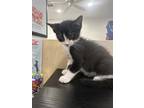 Adopt Andy a Spotted Tabby/Leopard Spotted Domestic Shorthair / Mixed cat in